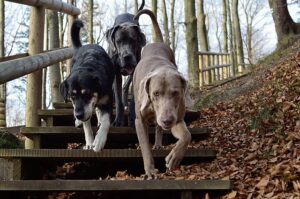 Three dogs were rescued by two dogs from a burning home / Pixabay