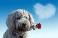 dog with heart disease / Pixabay