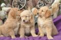 how many puppies can a dog have / Pixabay